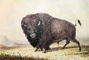 unknow artist George Catlin Bull Buffalo Sweden oil painting artist